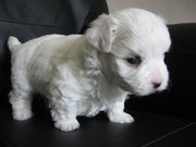 Nice Looking Pure White Maltese Puppies Looking For Their New Home.