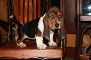 Basset Hound Puppies for Sale
