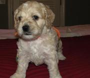 Cockapoo Puppies for Sale