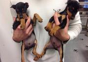 Miniature Pinscher Puppies for Sale