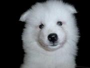 Beautiful Samoyed Puppies for Sale