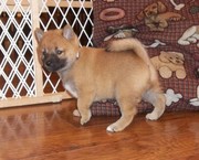 Shiba Inu Puppies for Sale