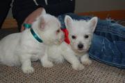West Highland White Terrier Puppies for Sale