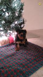 YORKSHIRE TERRIER PUPPY FOR SALE