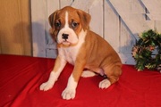 BOXER PUPPY FOR SALE 
