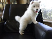 Gorgeous Healthy Kc Samoyed Puppies