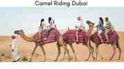Best Camel Safari Dubai Experience to Try in 2026